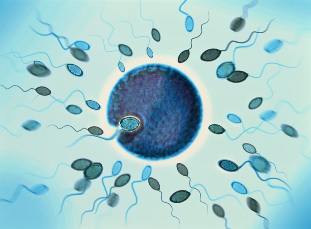 Sau khi trứng được thụ tinh 8-10 ngày, máu báo thai sẽ xuất hiện